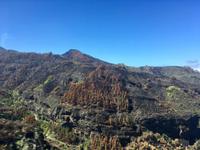 Ausmaße des Waldbrandes auf Gran Canaria 2019