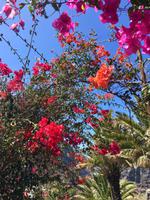 Blumenpracht in Masca