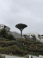 Die endemischen Drachenbäume der Kanaren