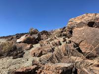 Gesteinsbrocken am Vulkan Teide