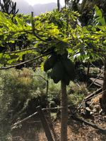 Papayabaum - bei der Kaffeepause in El Correlete