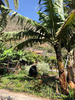 Eberhardt Reisegäste -(im Gespräch) mit dem Kanarischen Gärtner