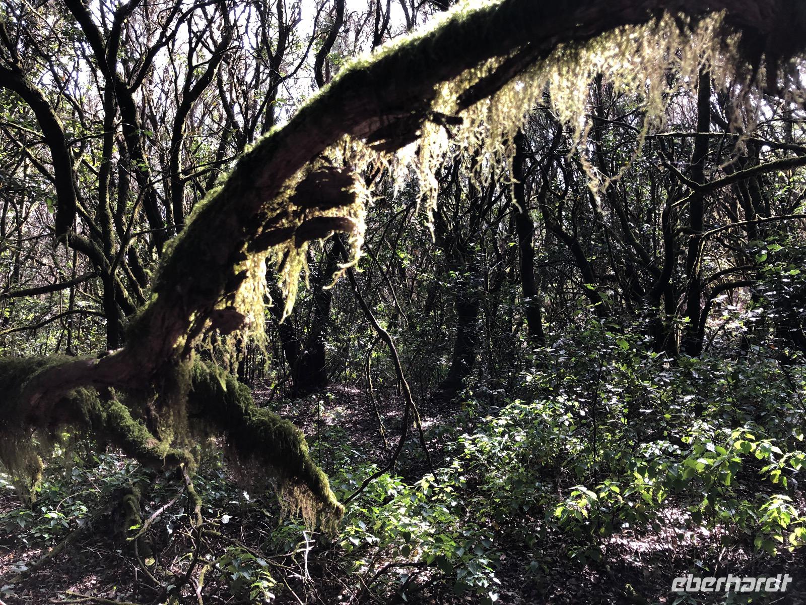 Mystische Lorbeerwälder auf La Gomera