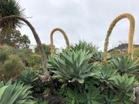imposante Natternköpfe auf La Palma