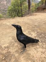 Wanderung durch den Nationalpark auf La Palma