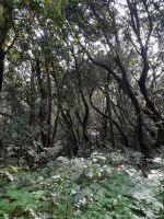 Lorbeerwald im Nationalpark Garanjonay