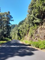 Kiefernwald auf La Palma 