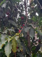 Kaffee im Jardín de la Marquesa