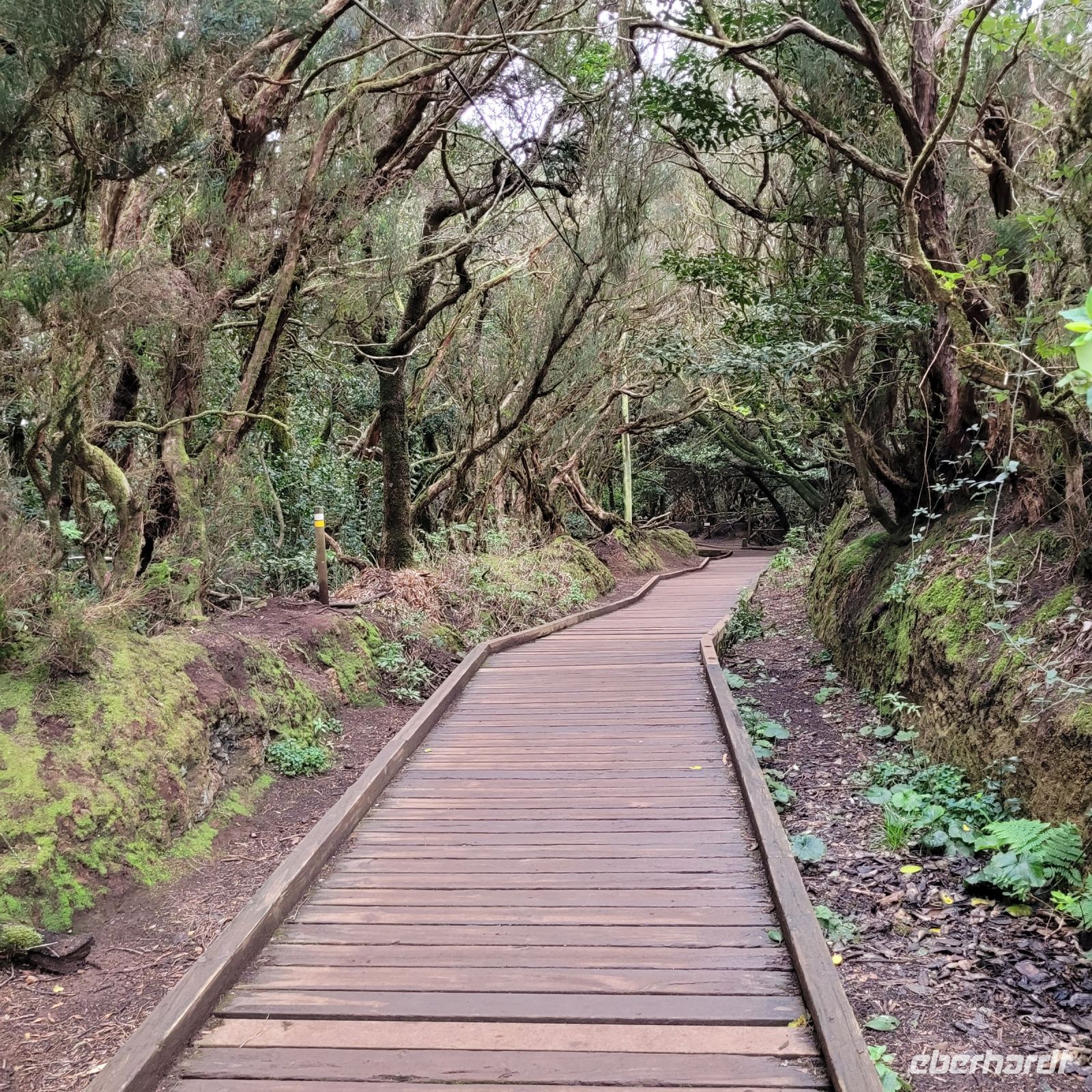 0401 Ausflug Anaga Gebirge