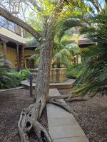 Innenhof Haus von Alvarado-Bracamonte und/ oder der der Generalkapitäne in La Laguna
