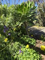 Natur pur wohin man schaut. Mercedeswald, Teneriffa