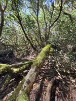 Mercedeswald, Anagagebirge, Teneriffa