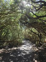 Mercedeswald im Anagagebirge, Teneriffa