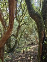 Mercedeswald im Anaga Gebirge, Teneriffa