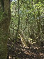 Mercedeswald, Anagagebirge, Teneriffa