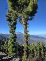 Mirador de la Cumbre, Teneriffa.jpg