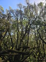 Urwald La Gomera.jpg