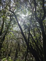 Urwald La Gomera.jpg
