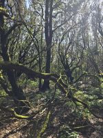 Urwald La Gomera.jpg