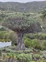 Drachenbaum, Icod de los vinos