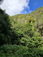 Wanderpfad Cubo de La Galga, La Palma