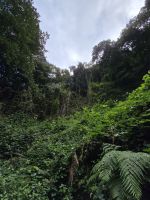 Wanderpfad Cubo de La Galga, La Palma