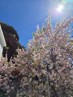 Mandelblüte in Artenara.jpg