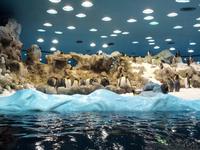 506_Loro Park