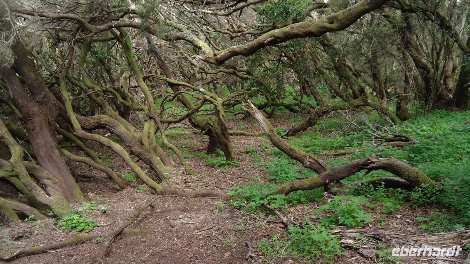 La Gomera /  beim Wandern