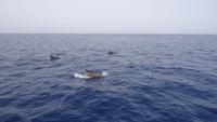 Wal und Delfinen Beobachtung La Gomera