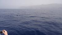Wal und Delfinen Beobachtung La Gomera
