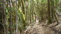 La Gomera /  beim Wandern