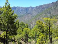 La Caldera de Tabueriente - La Palma