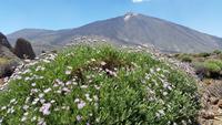 Inselhüpfen auf den Kanaren - Teneriffa - Parque Nacional de El Teide