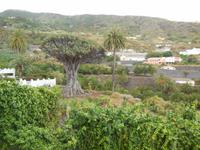 Inselhüpfen auf den Kanaren - Teneriffa - Icod de los Vinos