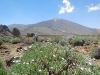 Inselhüpfen auf den Kanaren - Teneriffa - Parque Nacional de El Teide