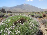 Inselhüpfen auf den Kanaren - Teneriffa - Parque Nacional de El Teide