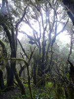 Wanderung durch den Märchenwald