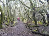 Wanderung durch den Märchenwald