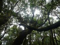 Wanderung durch den Märchenwald