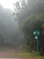 Hirtenpfad - hinauf auf Garajonay und Fortalezza