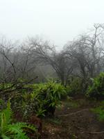 Hirtenpfad - hinauf auf Garajonay und Fortalezza