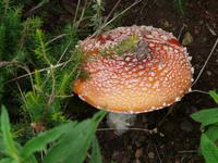 Hirtenpfad - hinauf auf Garajonay und Fortalezza