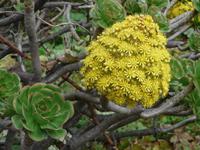 Hirtenpfad - hinauf auf Garajonay und Fortalezza