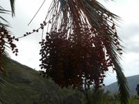 Im Palmental - der Süden von La Gomera