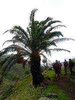 Im Palmental - der Süden von La Gomera