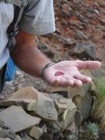 Im Palmental - der Süden von La Gomera