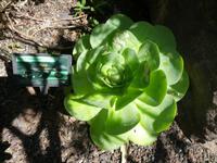 608_La Gomera; Dachwurz