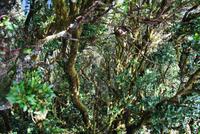 Anaga-Gebirge