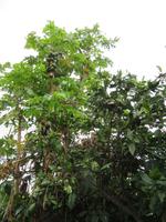 Arucas (10)